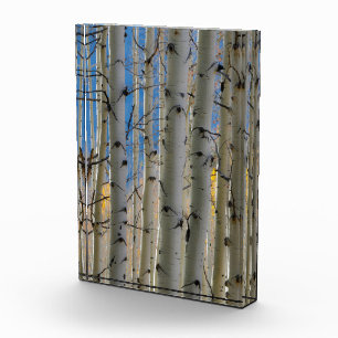 Bloc Photo Aspen Groves Colorado Montagnes Rocheuses