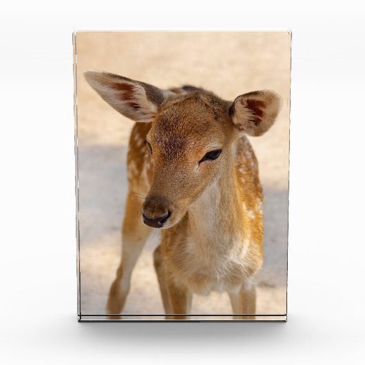Bloc Photo Baby Deer (Devant)
