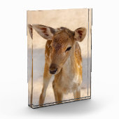 Bloc Photo Baby Deer (Gauche)
