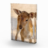 Bloc Photo Baby Deer (Droite)