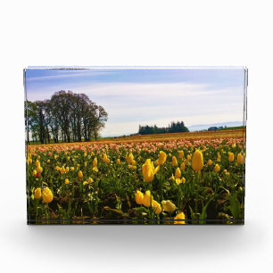 Bloc Photo Beau terrain de tulipe, Oregon