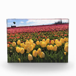 Bloc Photo Beautiful Tulip Field avec Hot Air Balloon, Oregon