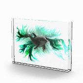 Bloc Photo Bébé dauphin (Droite)