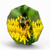 Bloc Photo Bee Feasting on Butterfly Weed Wildflowers (Droite)