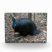 Bel oiseau rare mis en danger Australie de casoar