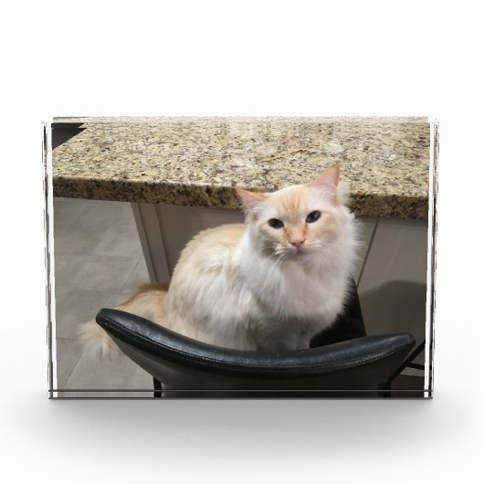 Bloc Photo Belle Chat Blanc (Devant)