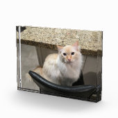 Bloc Photo Belle Chat Blanc (Droite)