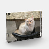 Bloc Photo Belle Chat Blanc (Gauche)