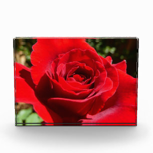 Bloc Photo Belle Fleur Rose Rouge Clair Floral