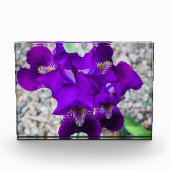 Bloc Photo Belle iris violet (Devant)