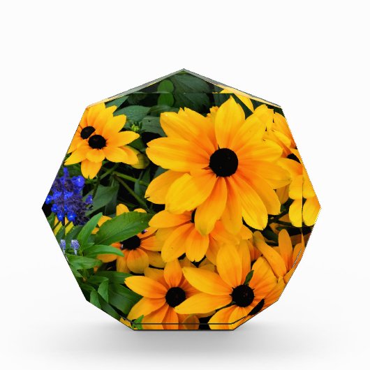 Bloc Photo Belle photo de la marguerite jaune (Devant)