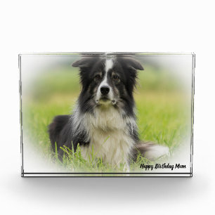 Bloc Photo Berger Border Collie