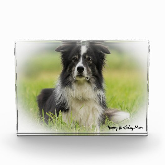Bloc Photo Berger Border Collie (Devant)