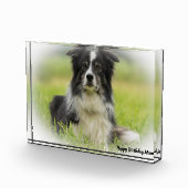 Bloc Photo Berger Border Collie (Droite)