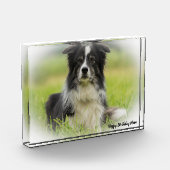 Bloc Photo Berger Border Collie (Gauche)