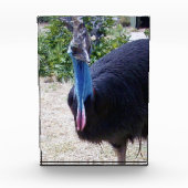 Bloc Photo Big Blue Cassowary Bird, (Devant)