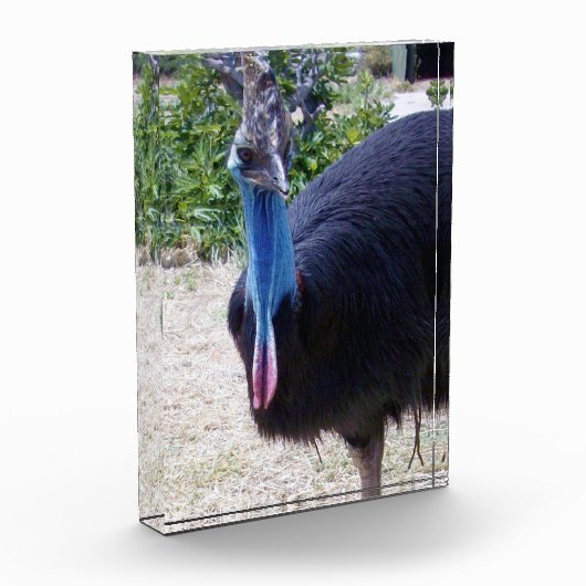 Bloc Photo Big Blue Cassowary Bird, (Gauche)