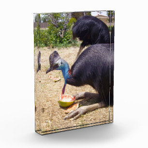 Bloc Photo Big Blue Cassowary Bird Manger Melons,