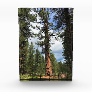 Bloc Photo Big Red Tree, La Pine OU