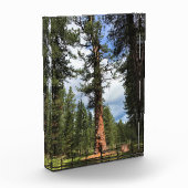 Bloc Photo Big Red Tree, La Pine OU (Gauche)