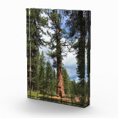 Bloc Photo Big Red Tree, La Pine OU (Droite)