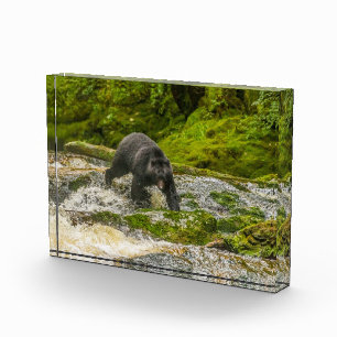 Bloc Photo Black Bear Fishing Qua Creek Colombie-Britanniqu