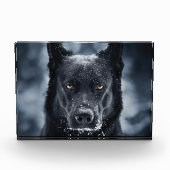 Bloc Photo Black German Shepherd (Devant)
