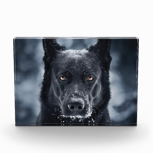 Bloc Photo Black German Shepherd (Devant)