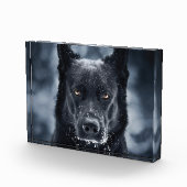 Bloc Photo Black German Shepherd (Droite)