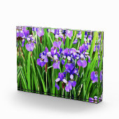 Bloc Photo Bloc acrylique Iris pourpre (Droite)