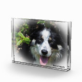 Bloc Photo Border Collie Chien (Droite)