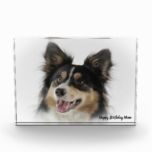 Bloc Photo Bordure Collie (Devant)