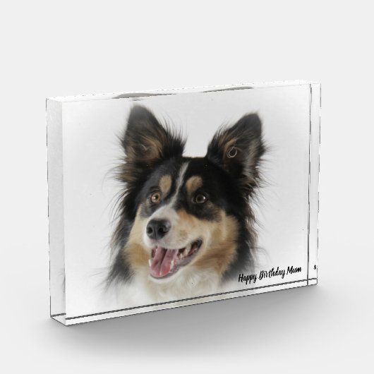 Bloc Photo Bordure Collie (Gauche)