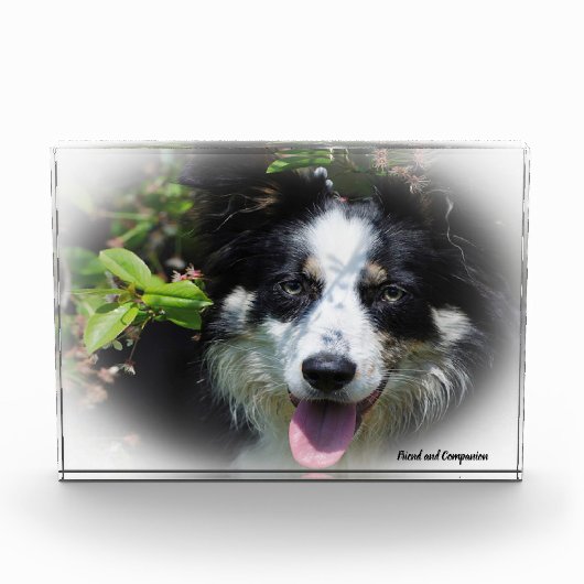 Bloc Photo Bordure Collie Chien (Devant)