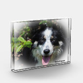 Bloc Photo Bordure Collie Chien (Gauche)