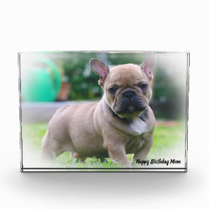 Bloc Photo Bouledogue Français