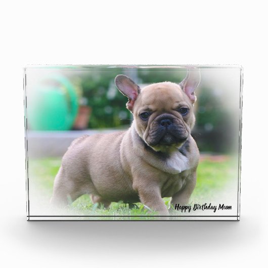 Bloc Photo Bouledogue Français (Devant)