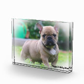 Bloc Photo Bouledogue Français (Droite)