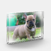 Bloc Photo Bouledogue Français (Gauche)