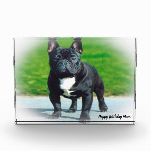 Bloc Photo Bouledogue Français