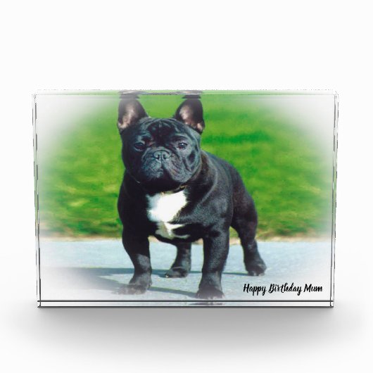 Bloc Photo Bouledogue Français (Devant)