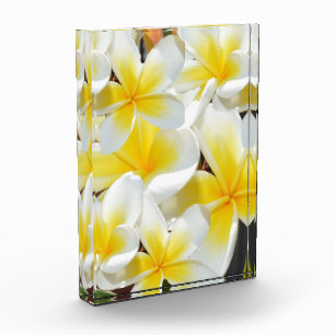 Bloc Photo Bouquet Frangipani blanc jaune,