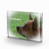 Bloc Photo Bouvier Australien (Droite)