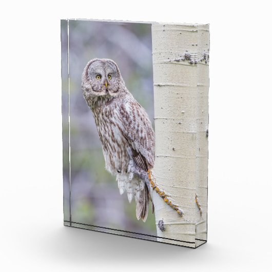 Bloc Photo Branche d'arbre d'astre gris (Droite)