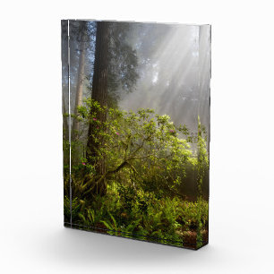 Bloc Photo Brume matinale sur Rhododendron