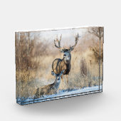 Bloc Photo Buck Couple | Cerf mulet (Gauche)