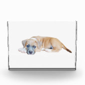 Bloc Photo Bull Terrier Puppy Chillout Time (Devant)