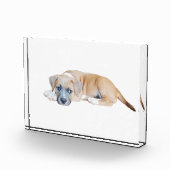 Bloc Photo Bull Terrier Puppy Chillout Time (Droite)