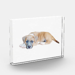 Bloc Photo Bull Terrier Puppy Chillout Time