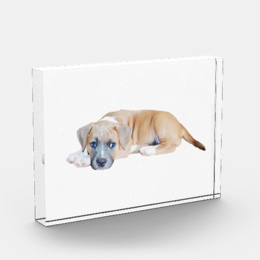 Bloc Photo Bull Terrier Puppy Chillout Time (Gauche)